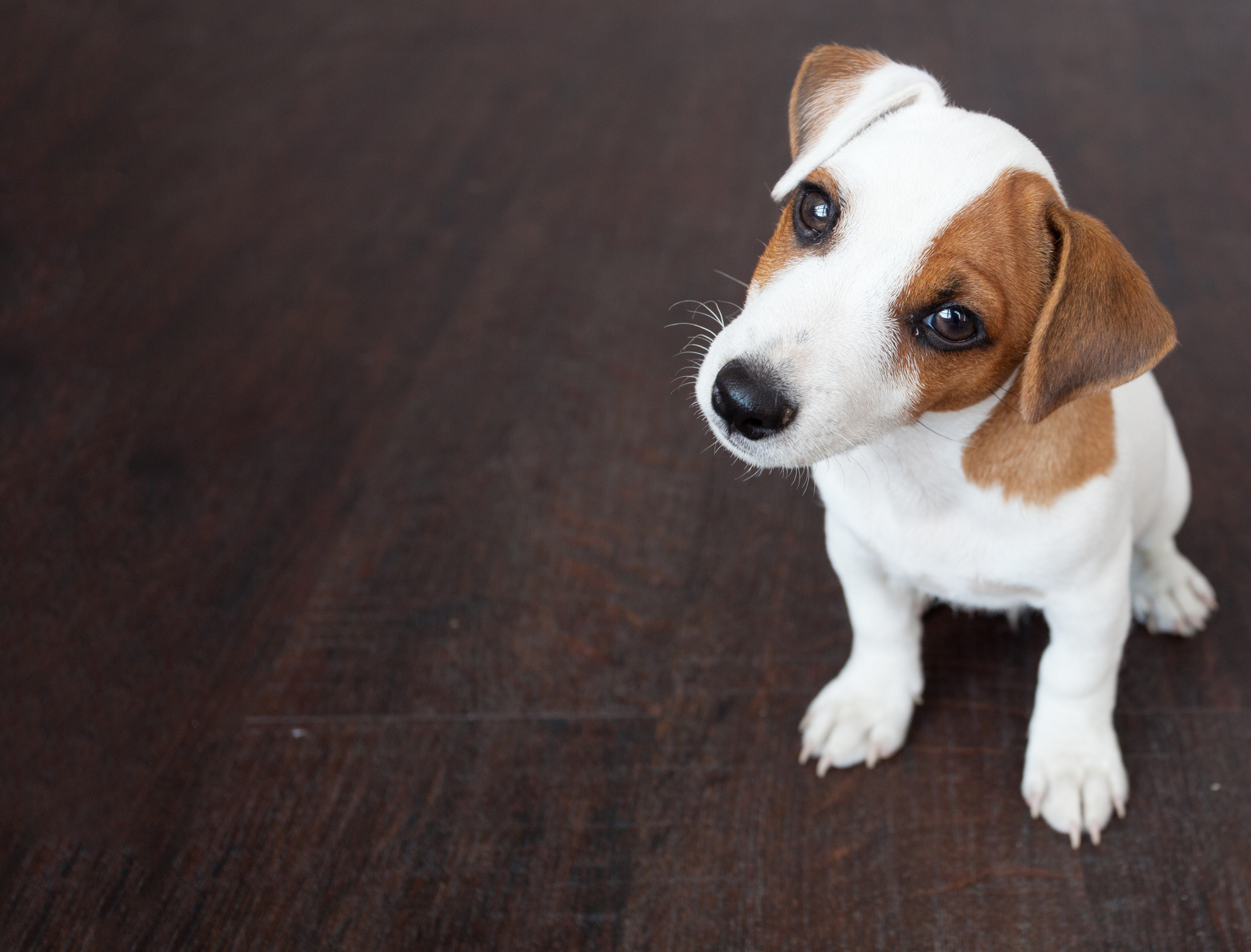 What to Include in a Pet Agreement for a Rental Property